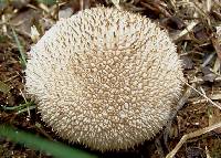 Lycoperdon marginatum image