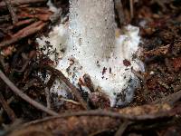 Amanita porphyria image