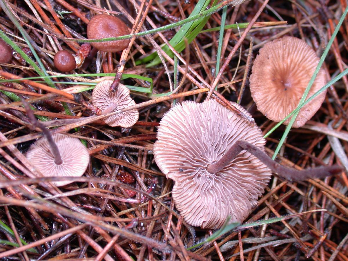 Gymnopus subpruinosus image