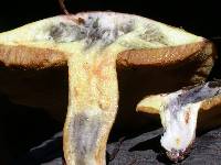 Suillus pseudobrevipes image