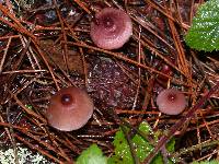 Mycena purpureofusca image