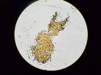 Tuber melanosporum image