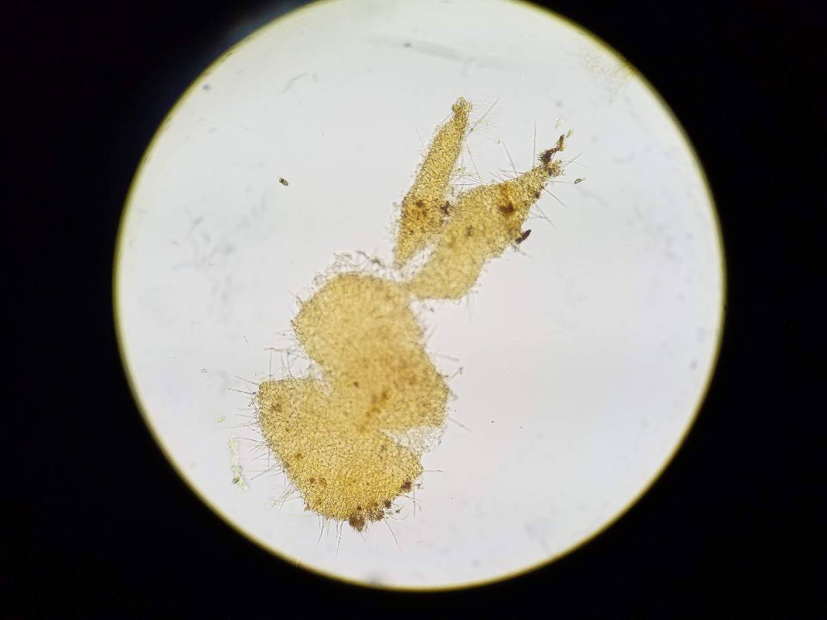 Tuber melanosporum image