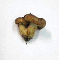 Tricholoma fracticum image