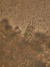 Russula cremoricolor image