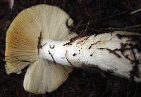 Russula viscida image