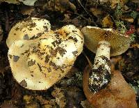 Cortinarius albofragrans image