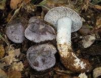 Tricholoma griseoviolaceum image