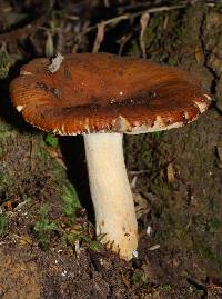 Russula novae-zelandiae image