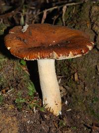 Russula novae-zelandiae image