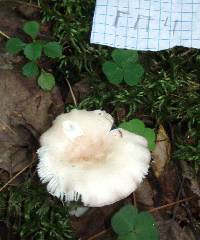 Russula betularum image