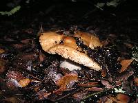 Russula fragrantissima image