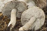 Tricholoma terreum image