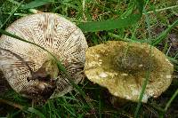 Lactarius turpis image