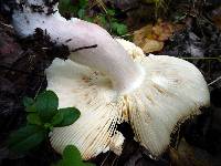 Russula paludosa image