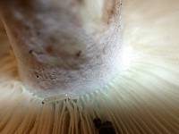 Russula brevipes var. acrior image