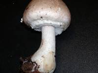 Agaricus hondensis image