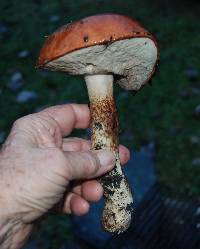 Leccinum manzanitae image