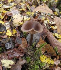 Pseudoclitocybe cyathiformis image