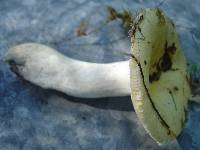 Russula claroflava image