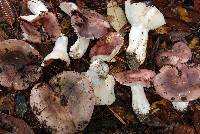 Russula cyanoxantha image