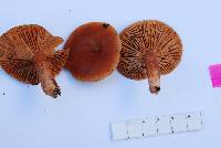 Lactarius subflammeus image