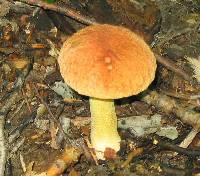 Boletus hortonii image