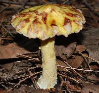 Suillus americanus image