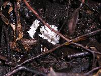 Clavulina coralloides image