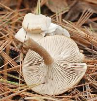 Clitocybe metachroa image