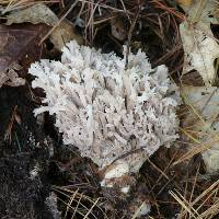 Clavulina coralloides image