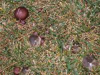Chroogomphus vinicolor image
