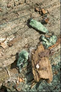 Chlorociboria aeruginascens image