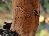 Tricholoma imbricatum image