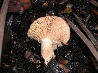 Lactarius xanthogalactus image