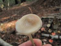 Mycena galericulata image