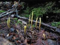 Clavulinopsis laeticolor image