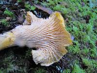 Cantharellus formosus image