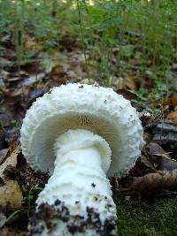 Amanita magniverrucata image