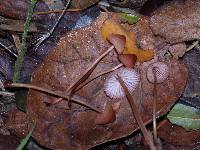 Mycena californiensis image