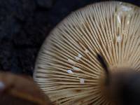 Lactarius pseudomucidus image