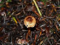 Lepiota castanea image