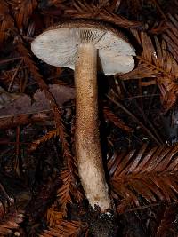 Tricholoma aurantio-olivaceum image