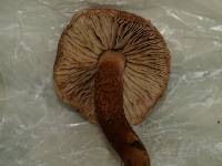 Tricholoma aurantio-olivaceum image