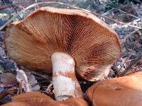 Gymnopilus ventricosus image