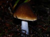 Cortinarius vanduzerensis image