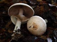 Agaricus hondensis image