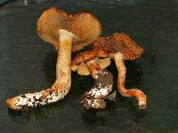 Cortinarius rubicundulus image