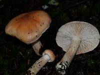 Hygrophorus pudorinus image