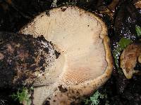 Lactarius argillaceifolius image